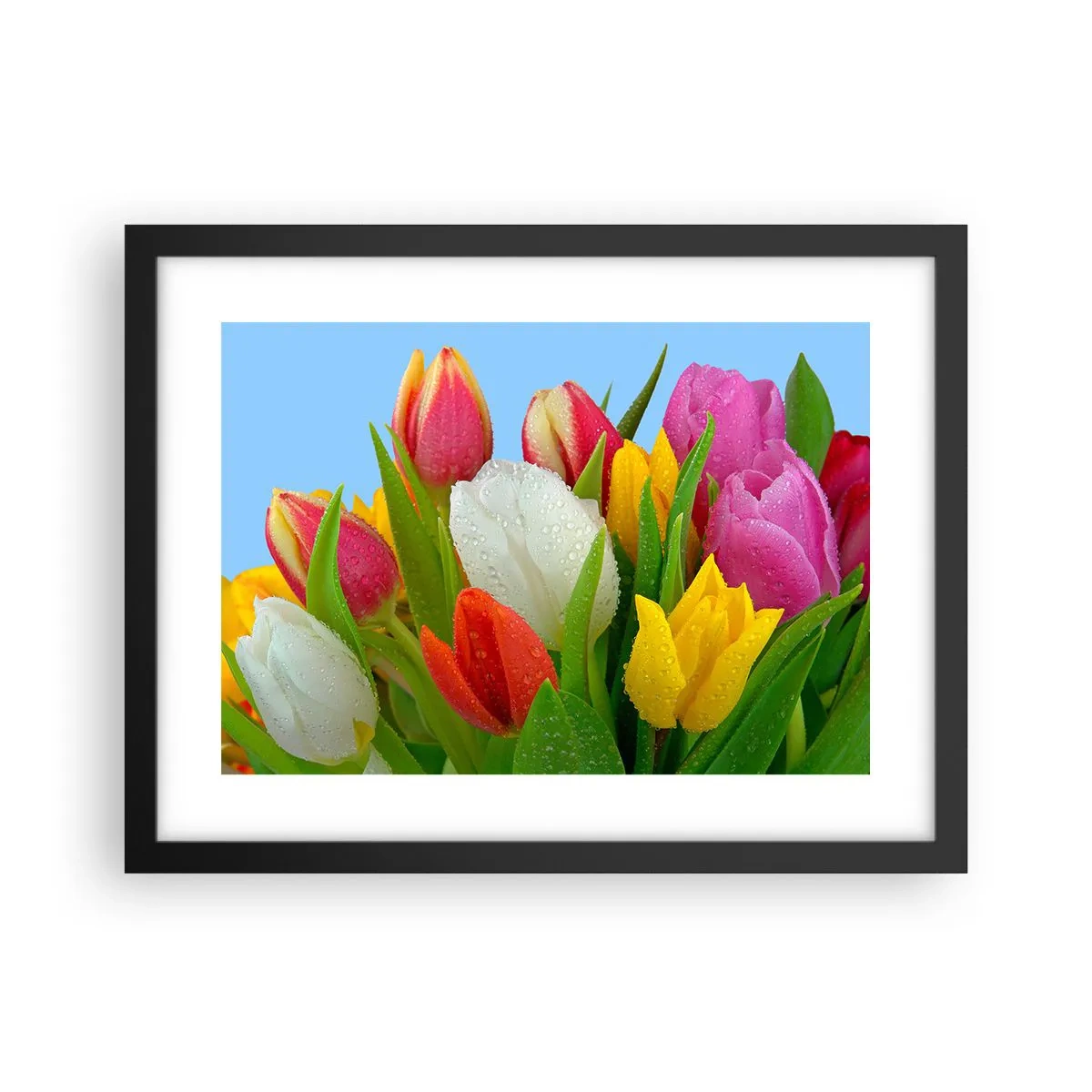 Plagát v čiernom ráme - Kvetinová dúha v kvapkách rosy - 40x30 cm