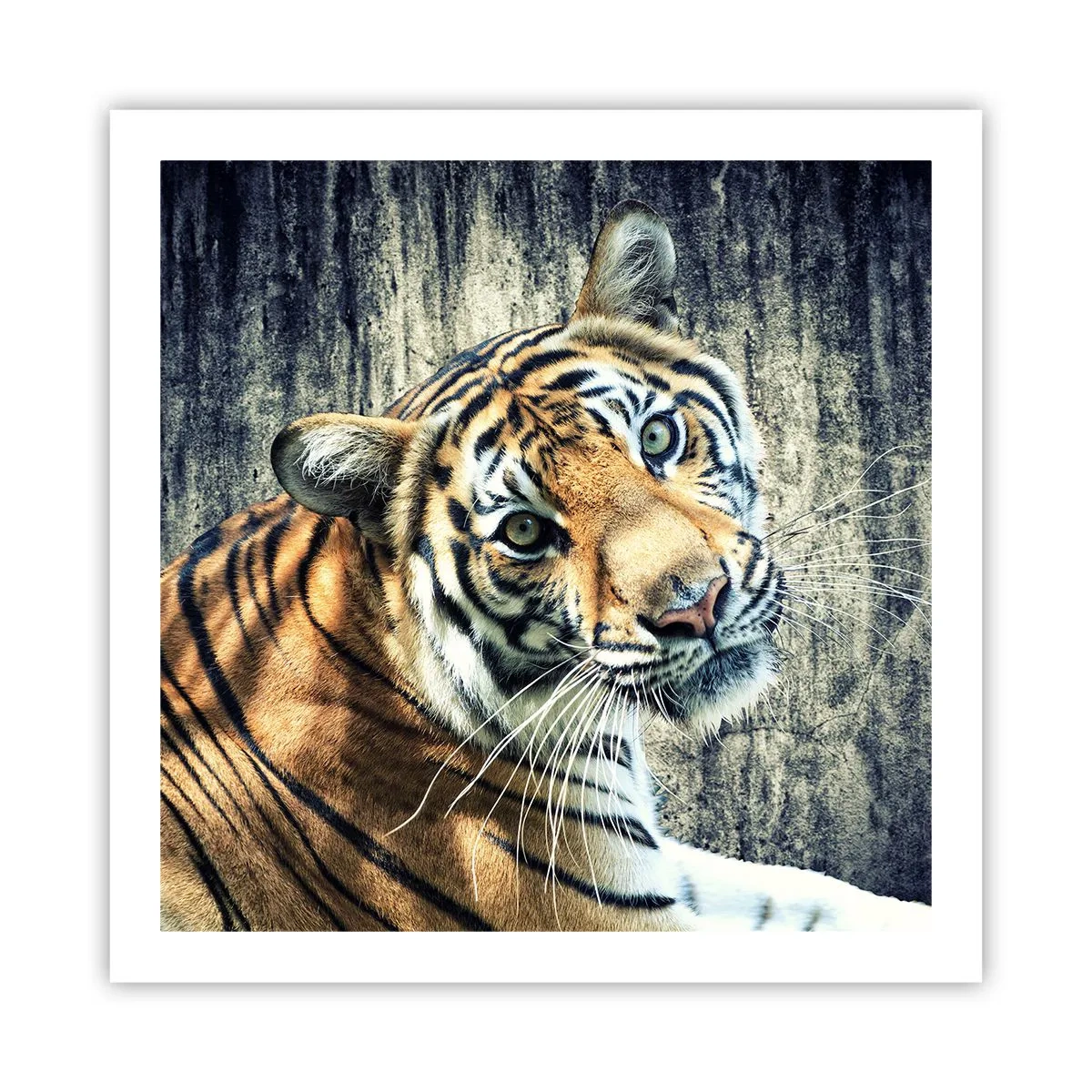 Plagát - Portrét v prameňoch svetla - 60x60 cm