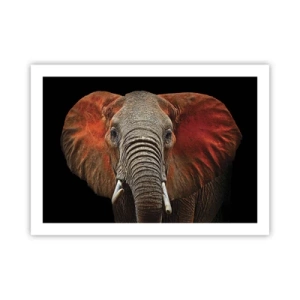 Plagát - Som divoký, a ty? - 70x50 cm