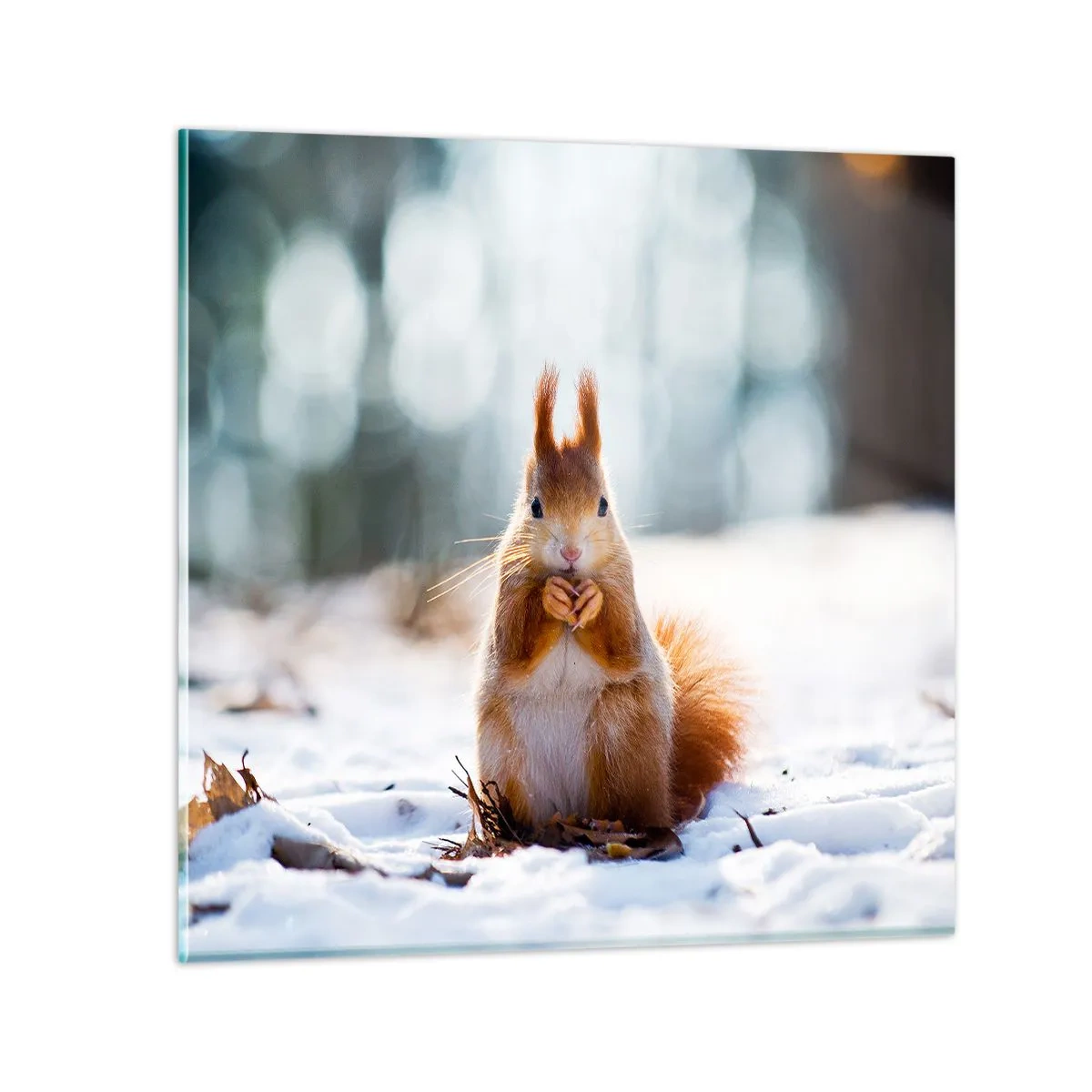 Obraz na skle - Čo sa tak pozeráš? - 70x70 cm