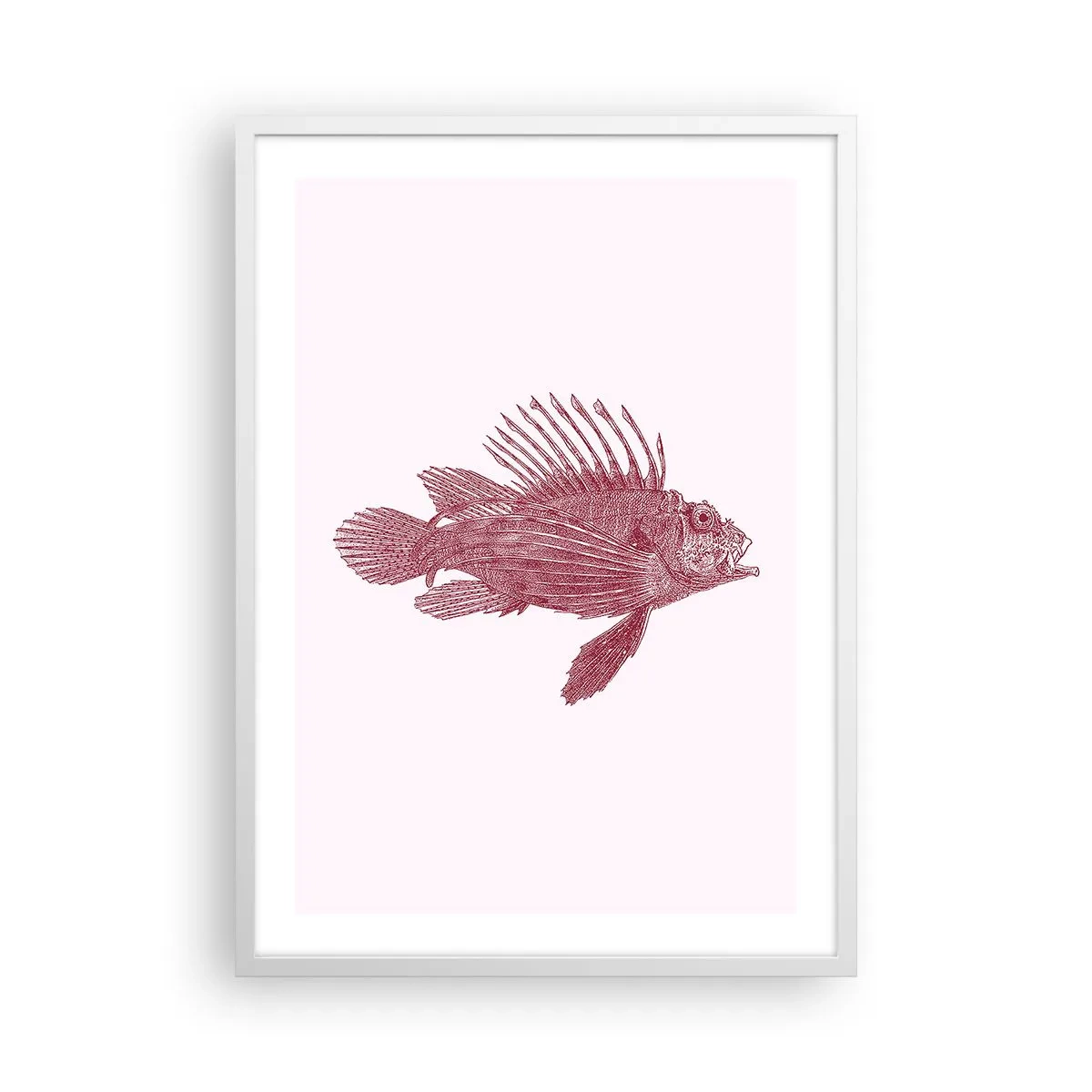 Plagát v bielom ráme - Obyvateľka exotických vôd - 50x70 cm
