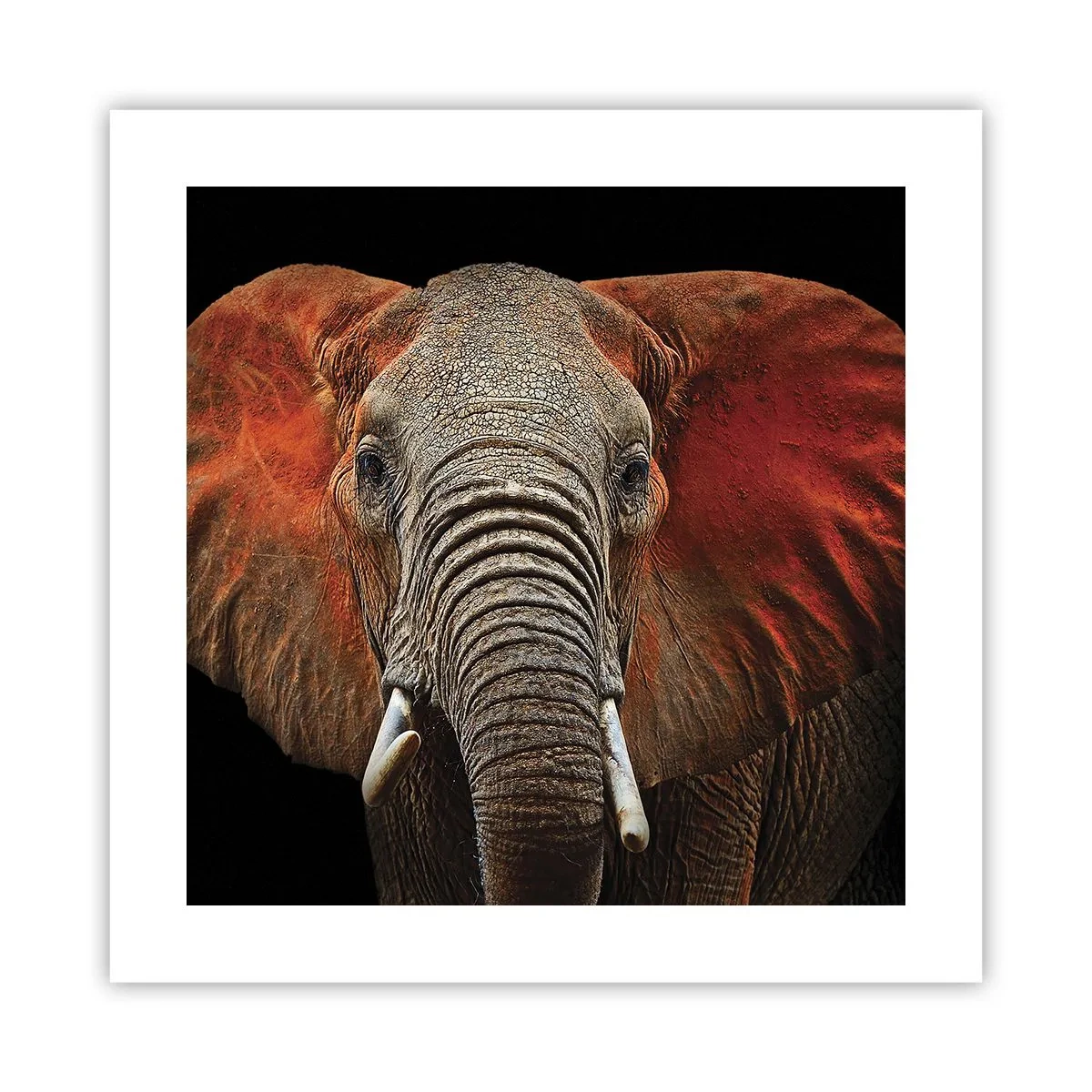 Plagát - Som divoký, a ty? - 40x40 cm