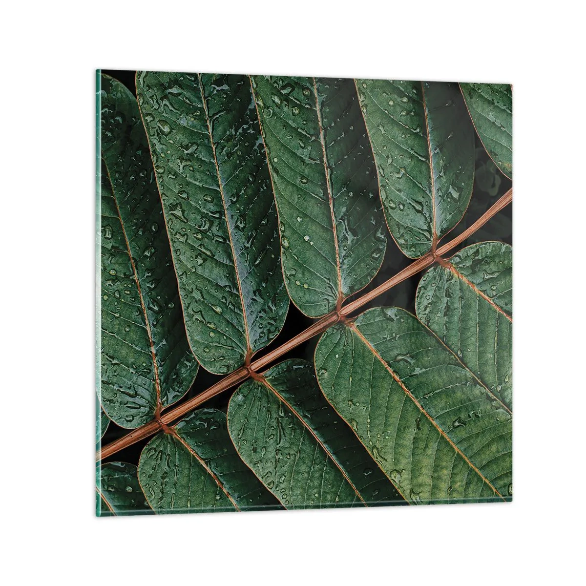 Obraz na skle - V zelenom rytme - 40x40 cm