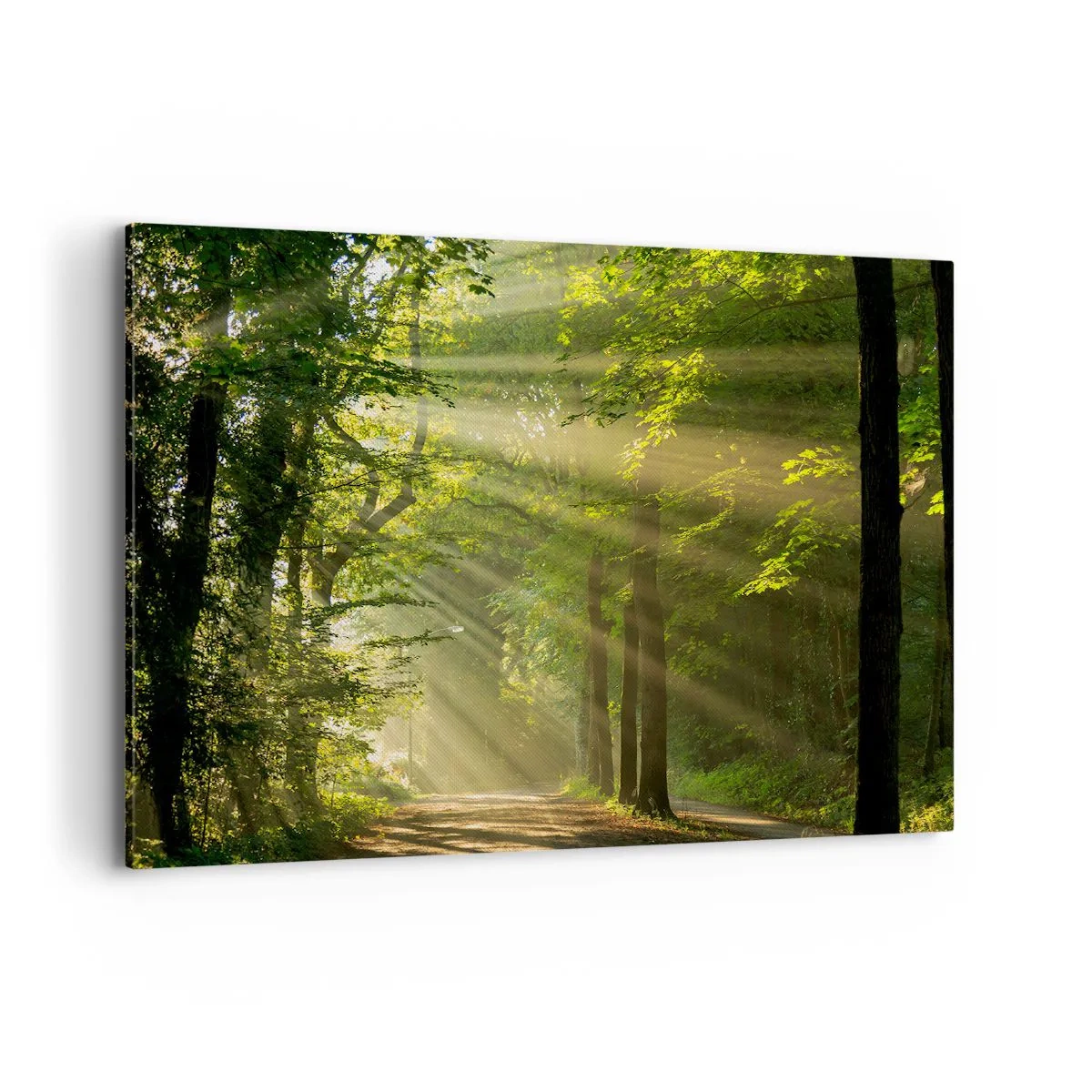 Obraz na plátne - Lesný okamih - 100x70 cm