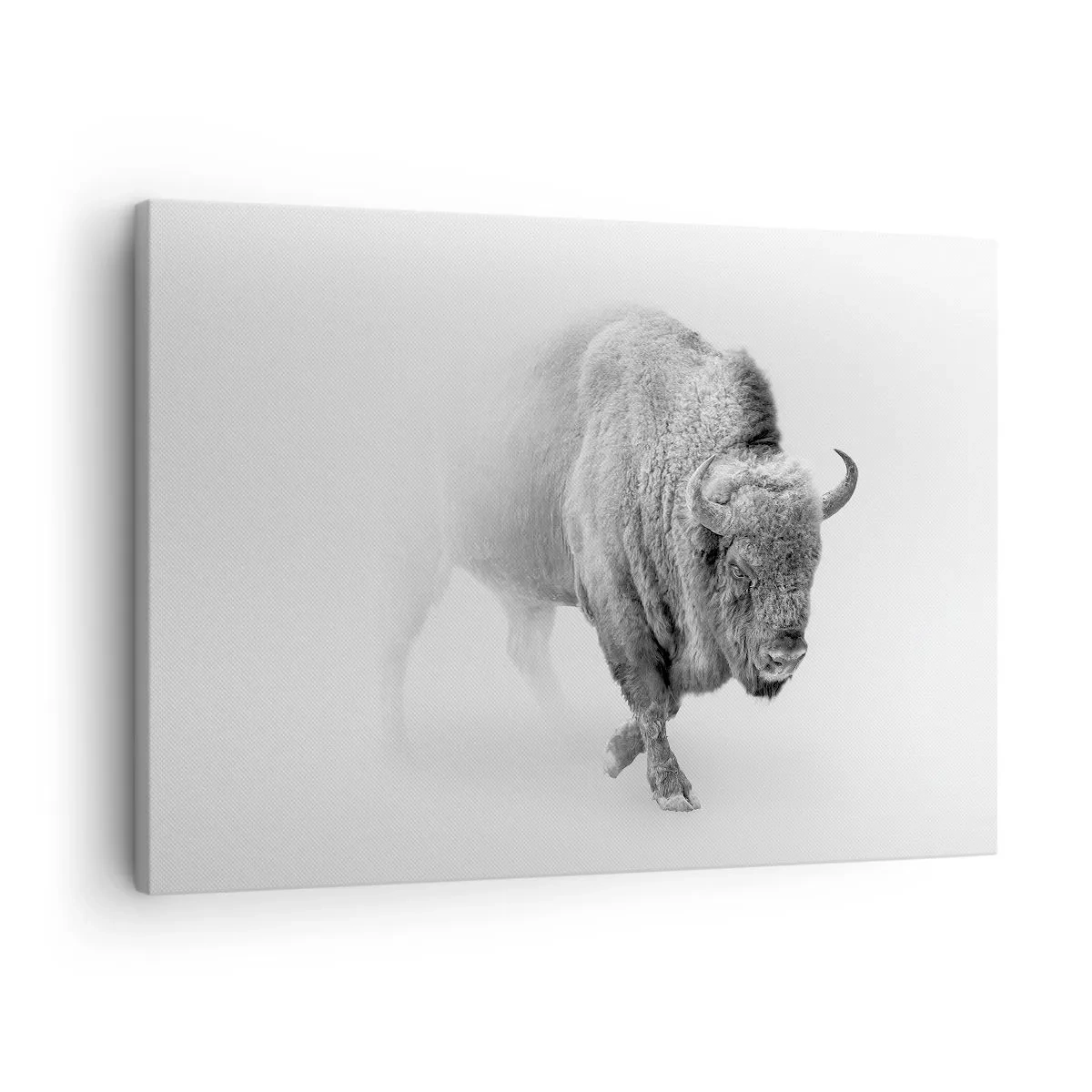 Obraz na plátne - Biely bizón v minimalistickom prostredí - 70x50cm - Kráľ prérie - Moderná nástenná dekorácia do obývacej izby a spálne ARTTOR