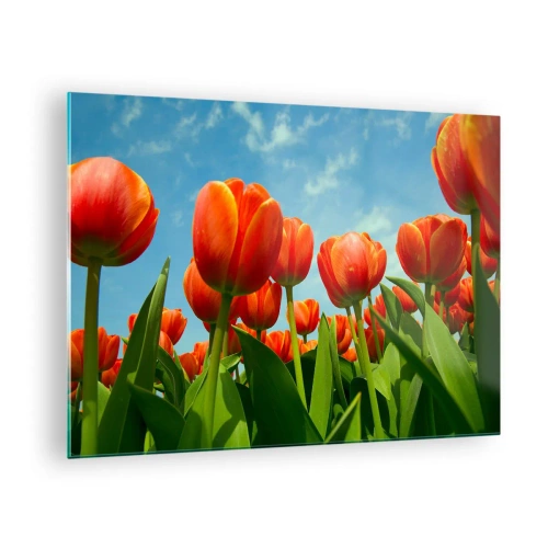 Obraz na skle - Pole červených tulipánov pod modrou oblohou - 70x50cm - Okrem blankytného neba nič v živote nepotrebujú - Moderná nástenná dekorácia do obývacej izby a spálne ARTTOR
