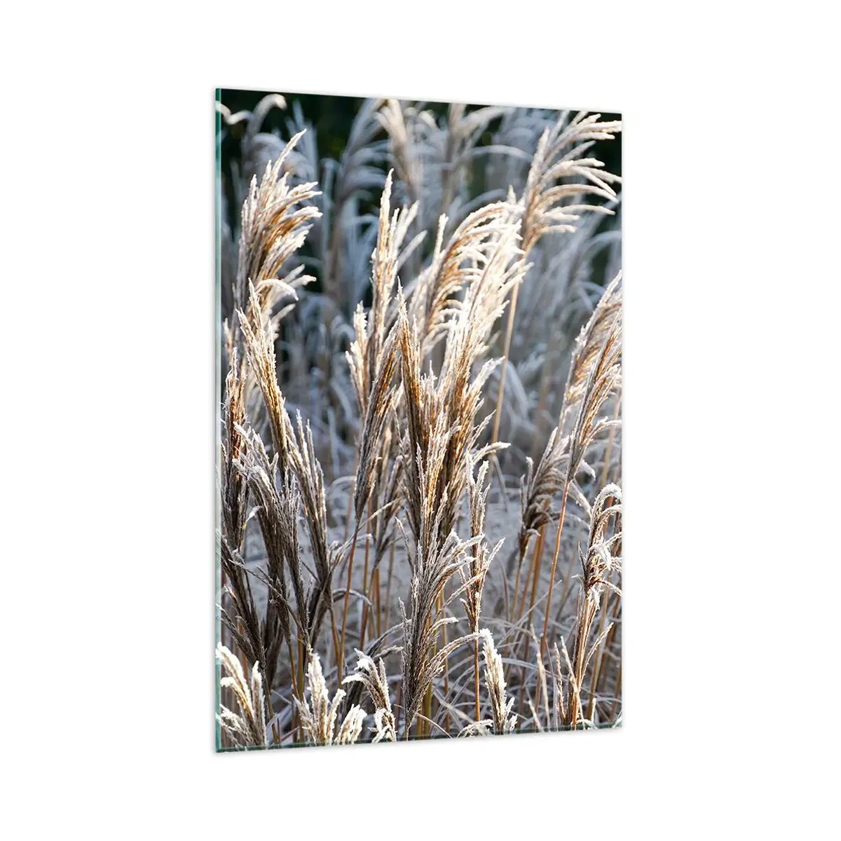 Obraz na skle - Mrazom pokryté - 80x120 cm