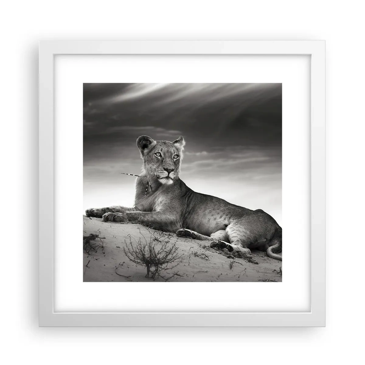 Plagát v bielom ráme - Odpočinok kráľovnej púšte - 30x30 cm