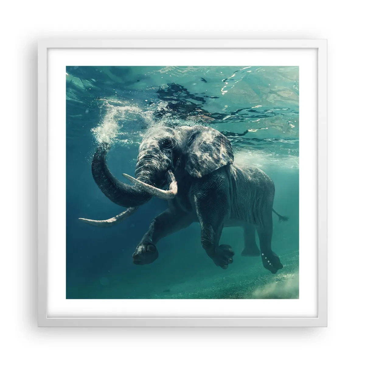 Plagát v bielom ráme - Všetci radi plávajú - 50x50 cm