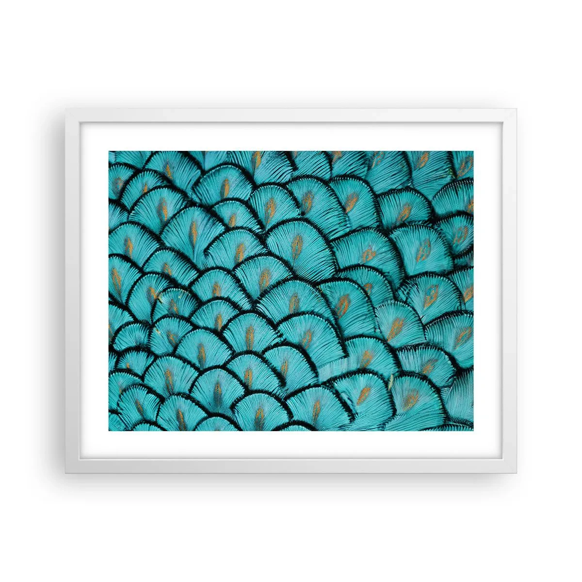 Plagát v bielom ráme - Veľká slávnosť peria - 50x40 cm