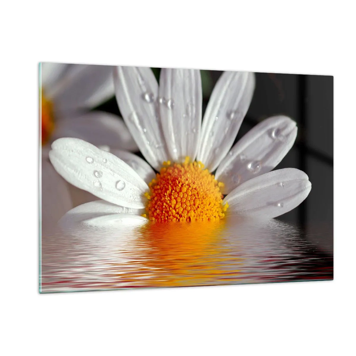 Obraz na skle - Vychádzajúce slnko sedmokrásky - 120x80 cm