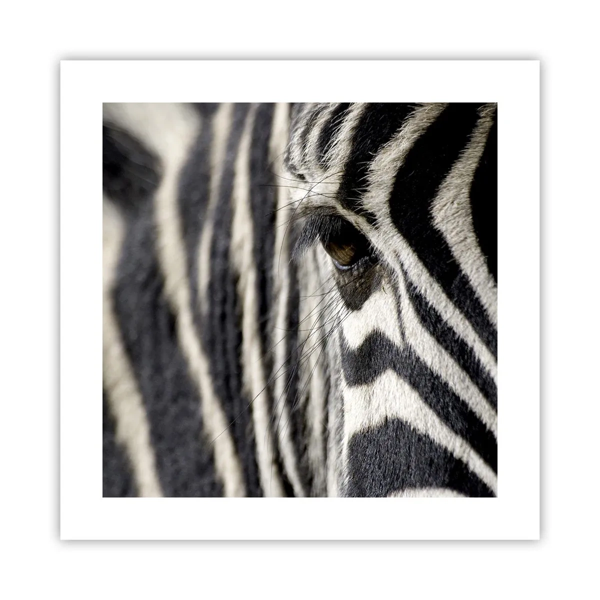 Plagát - Portrét s pruhmi - 40x40 cm