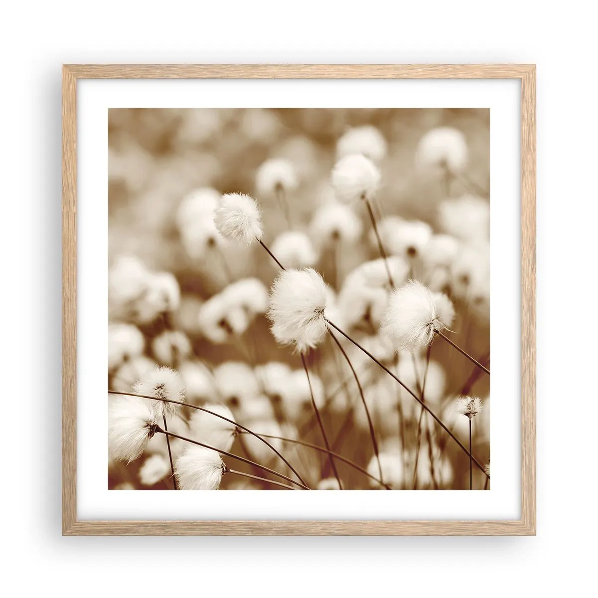Plagát v ráme zo svetlého duba - Chlpatý lán - 50x50 cm