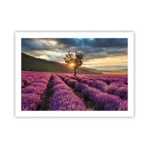 Plagát - Aróma vo fialovej - 70x50 cm