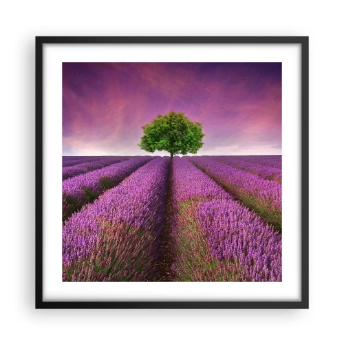 Plagát v čiernom ráme - Na levanduľových poliach - 50x50 cm