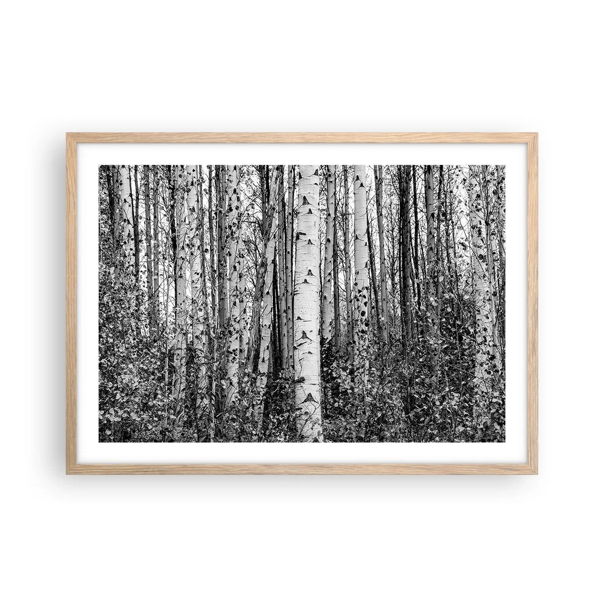 Plagát v ráme zo svetlého duba - Brezová kolonáda - 70x50 cm