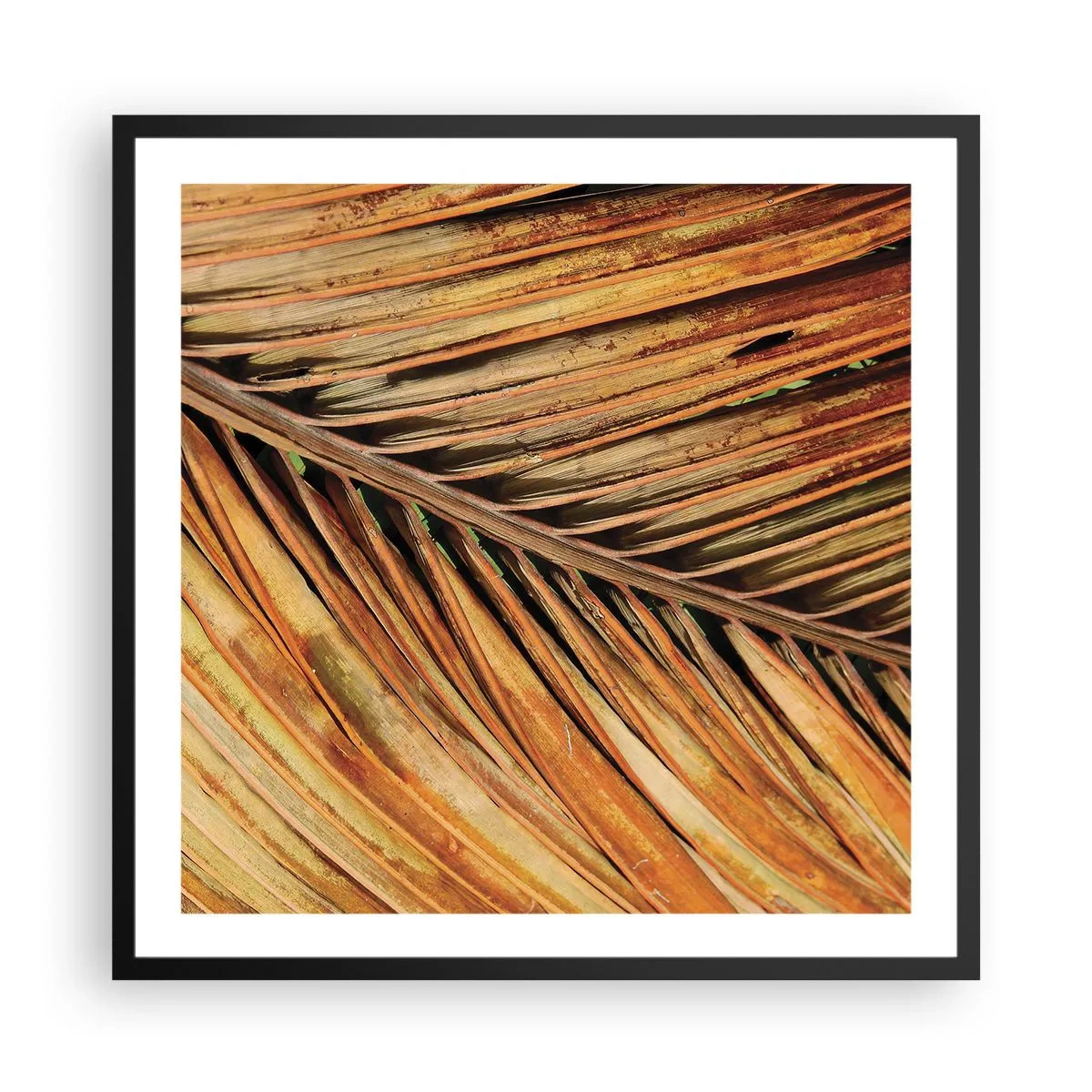 Plagát v čiernom ráme - Kokosové zlato - 60x60 cm