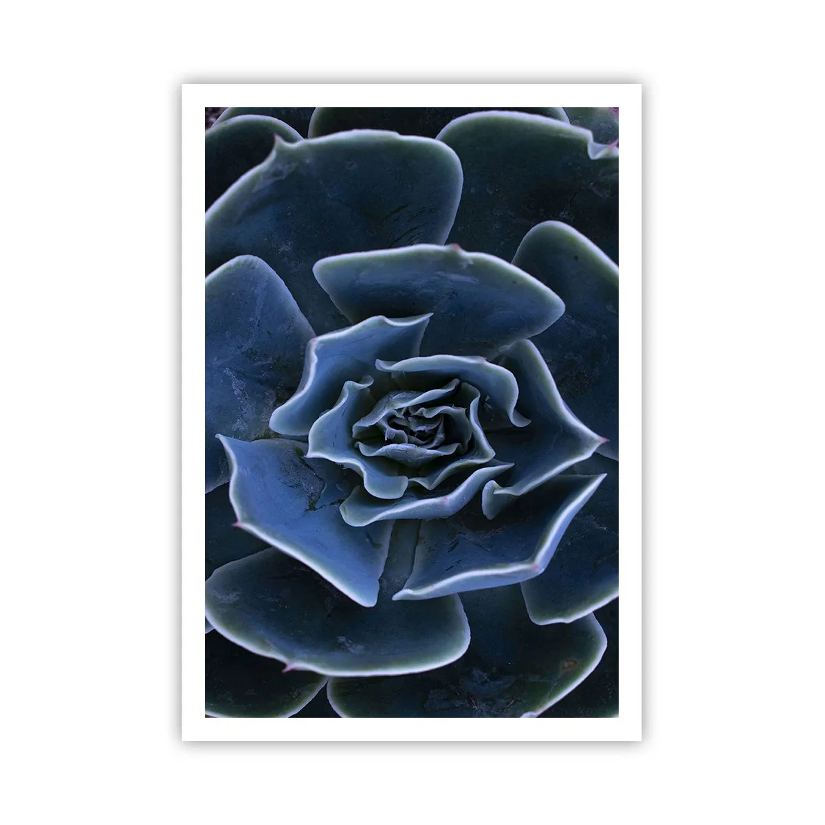 Plagát - Púštny kvet - 70x100 cm