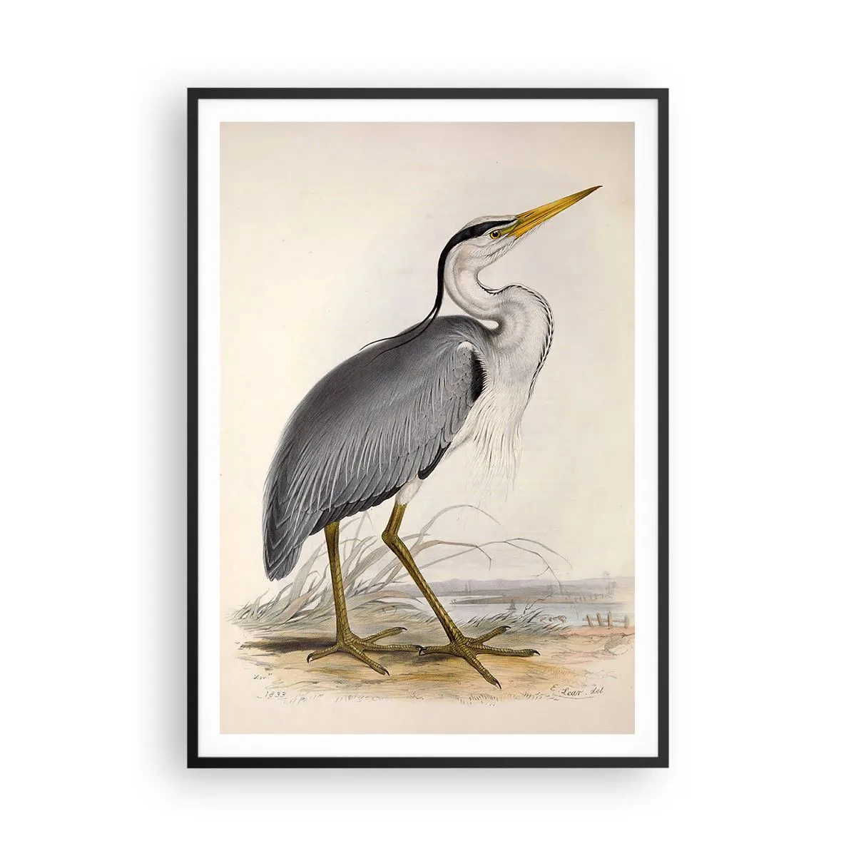 Plagát v čiernom ráme - Pôvab volavky - 70x100 cm