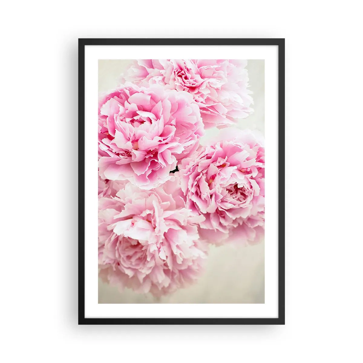Plagát v čiernom ráme - Kytica ružových pivoniek na svetlom pozadí - 50x70cm - V ružovom prepychu - Moderná nástenná dekorácia do obývacej izby a spálne ARTTOR