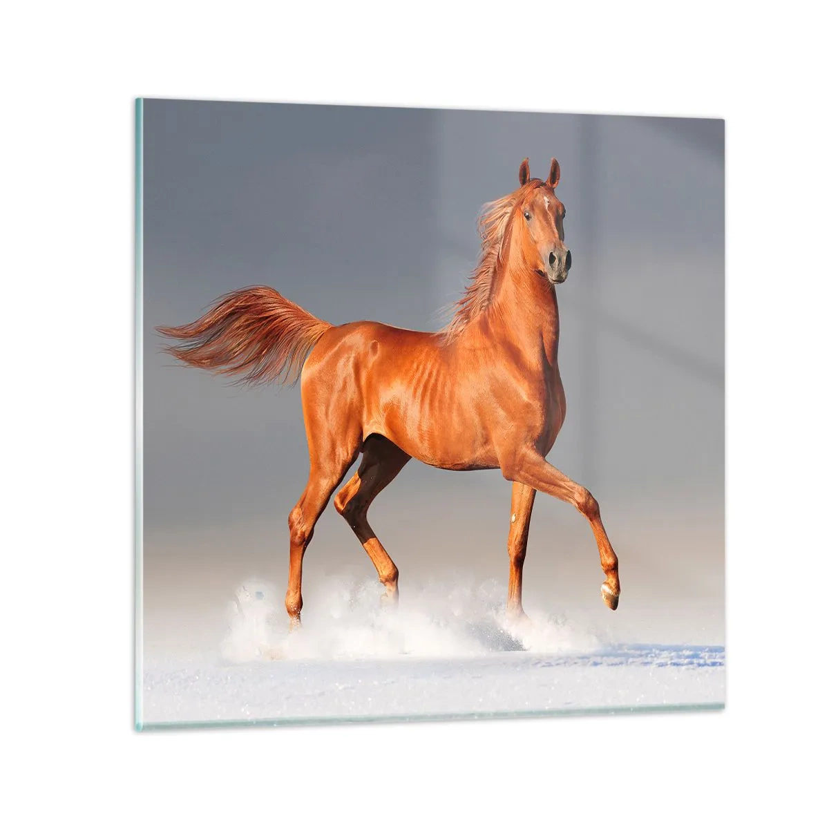 Obraz na skle - Tancujúca elegancia - 50x50 cm