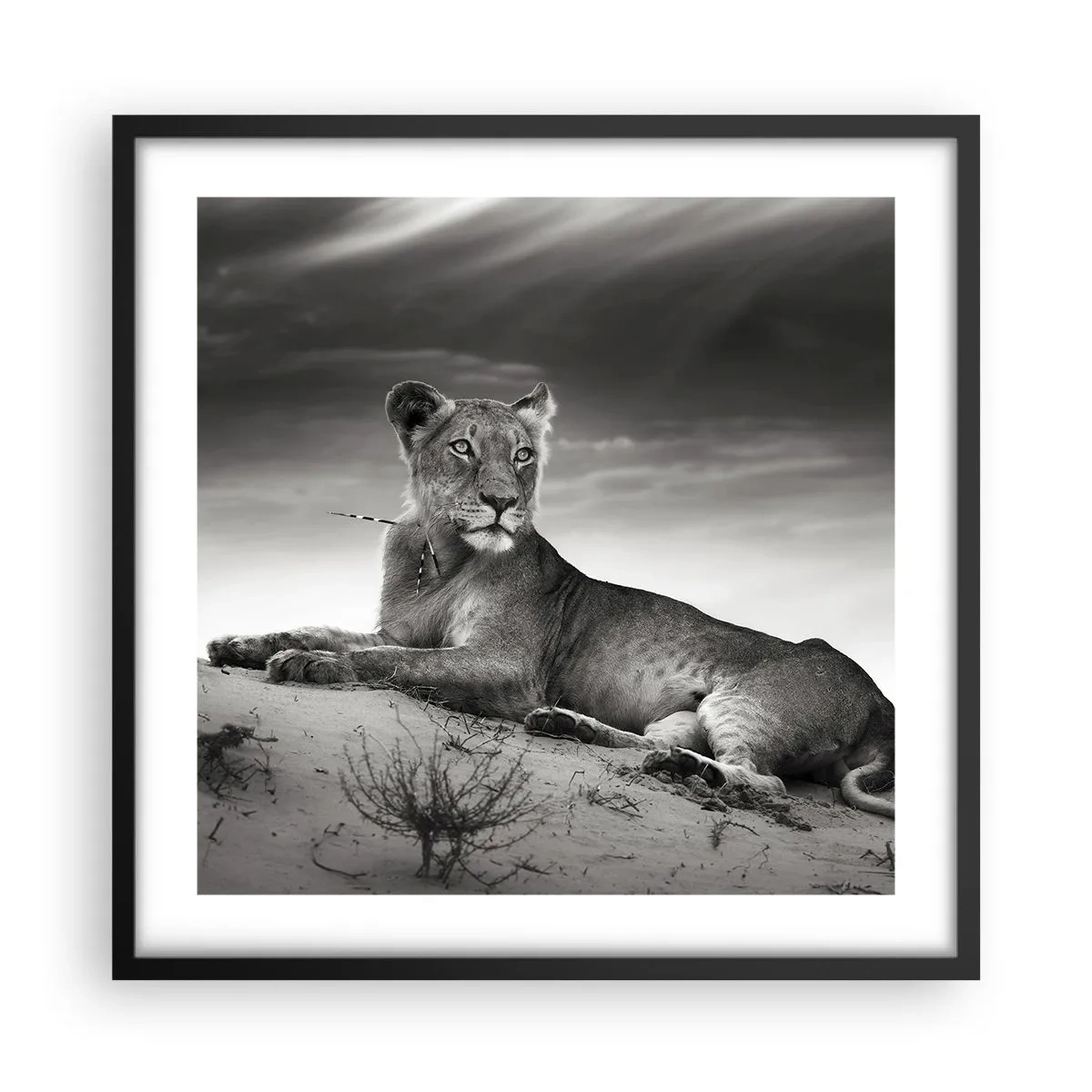 Plagát v čiernom ráme - Odpočinok kráľovnej púšte - 50x50 cm