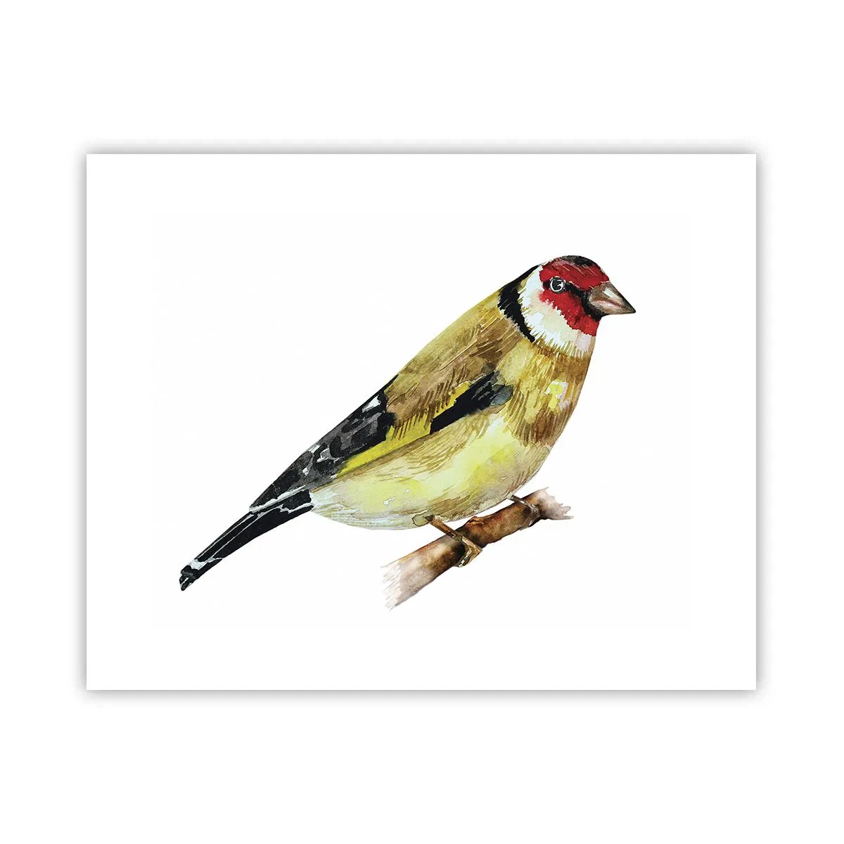 Plagát - Vtáčí portrét - 50x40 cm