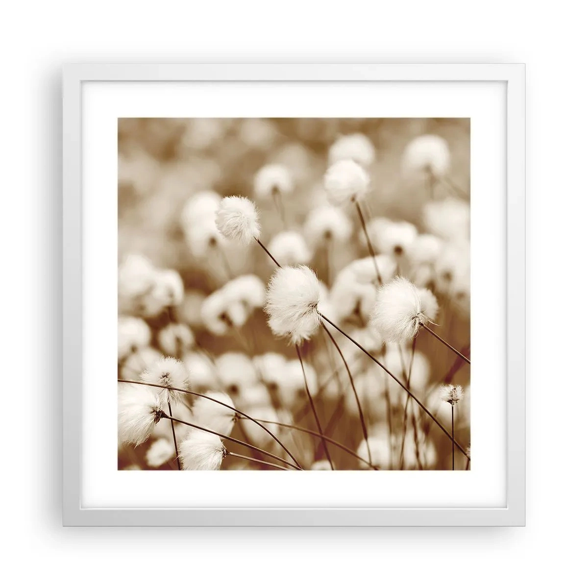 Plagát v bielom ráme - Chlpatý lán - 40x40 cm