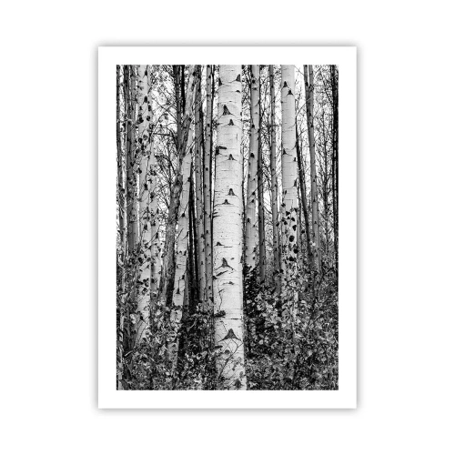 Plagát - Brezová kolonáda - 50x70 cm