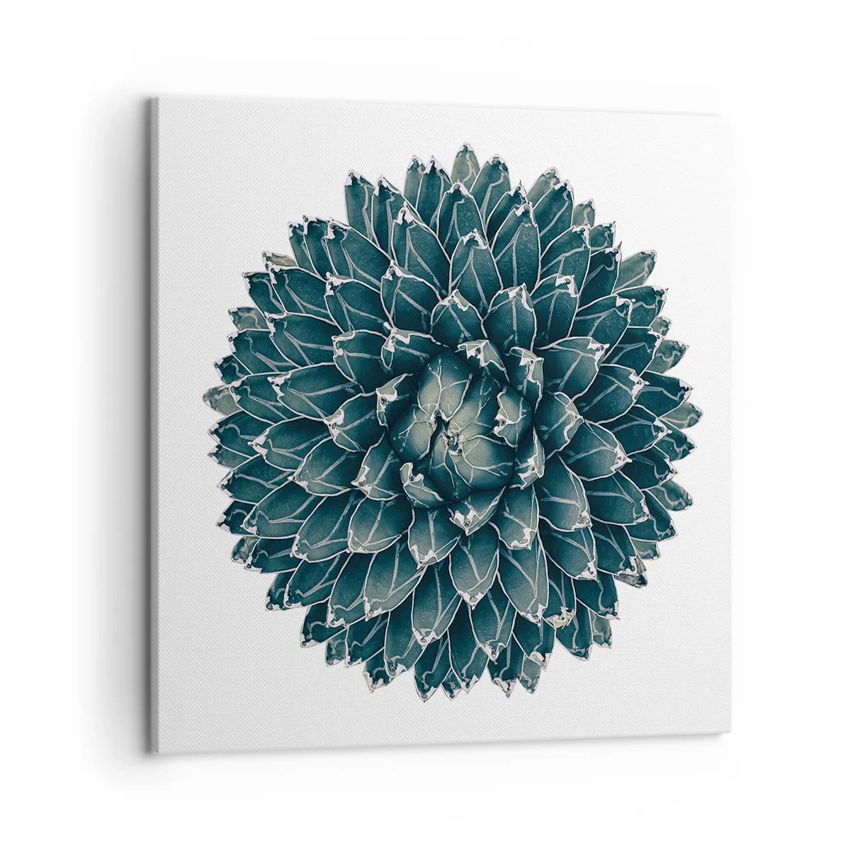 Obraz na plátne - Hviezda púšte - 50x50 cm