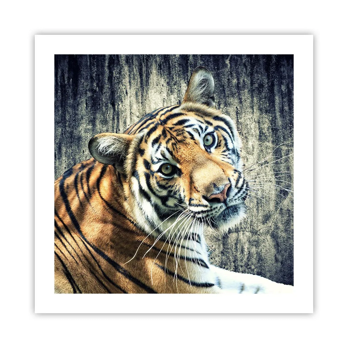 Plagát - Portrét v prameňoch svetla - 50x50 cm
