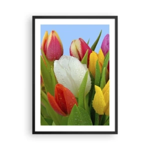 Plagát v čiernom ráme - Farebné tulipány s kvapkami rosy na okvetných lístkoch - 50x70cm - Kvetinová dúha v kvapkách rosy - Moderná nástenná dekorácia do obývacej izby a spálne ARTTOR