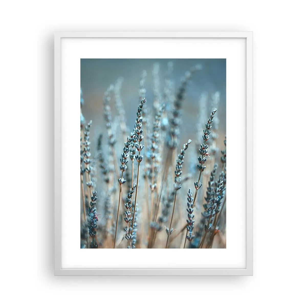 Plagát v bielom ráme - Voňavý lán - 40x50 cm