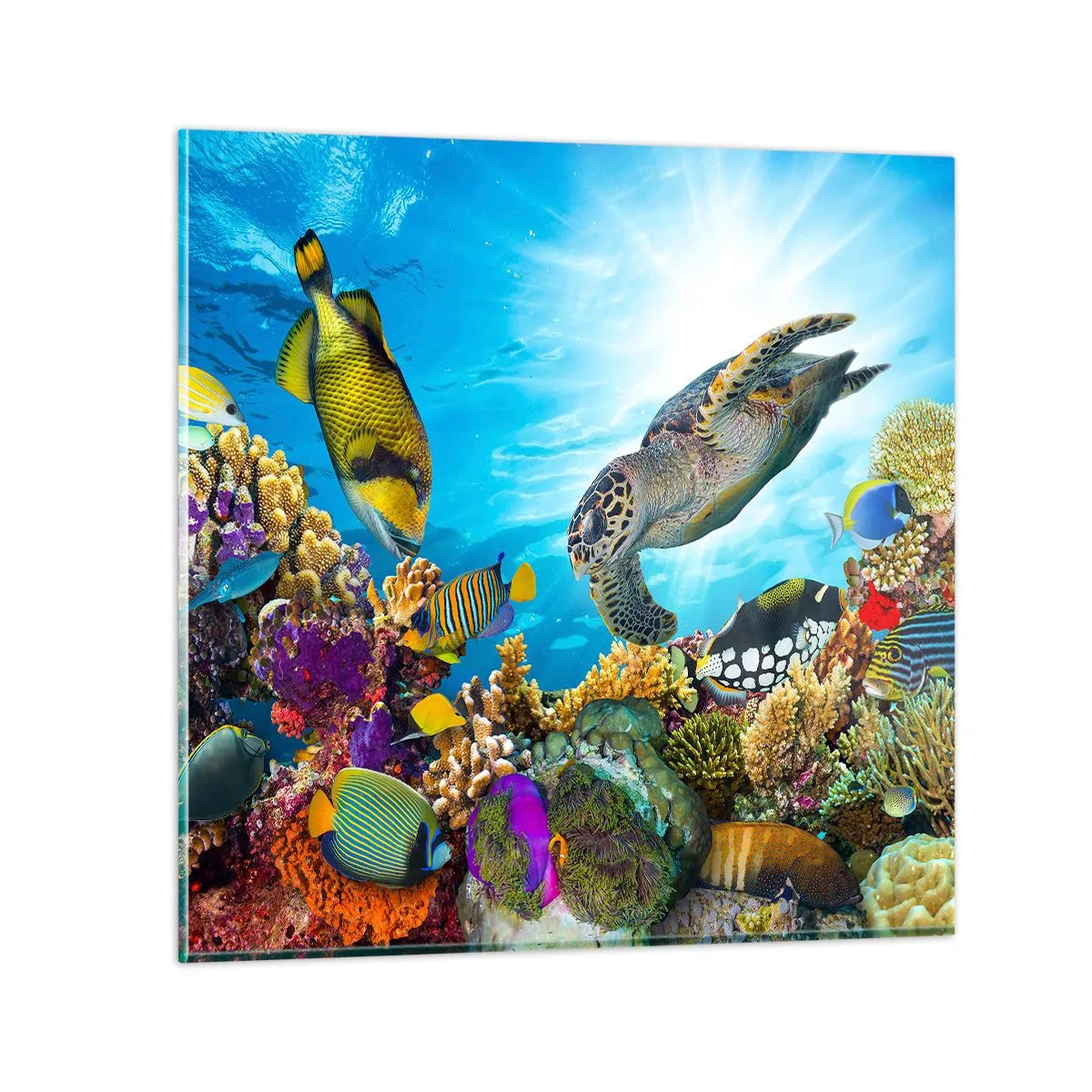 Obraz na skle - Koralová promenáda - 30x30 cm