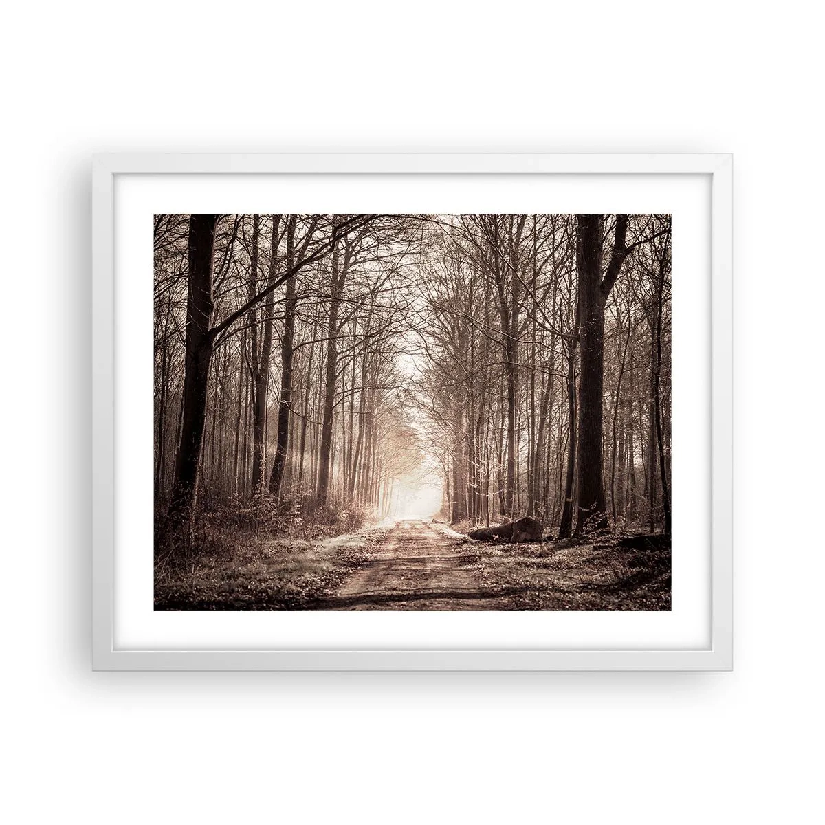 Plagát v bielom ráme - Lesná katedrála - 50x40 cm