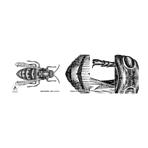 Vzorka Fototapeta Standard Eco - Z hmyzej planéty - Osa, Hmyz, Minimalistický - 100x30 cm