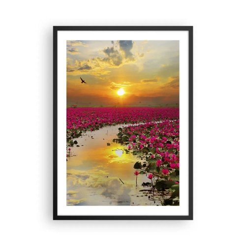 Plagát v čiernom ráme - Pole ružových leknín pri západe slnka - 50x70cm - Tajomný život jazera - Moderná nástenná dekorácia do obývacej izby a spálne ARTTOR