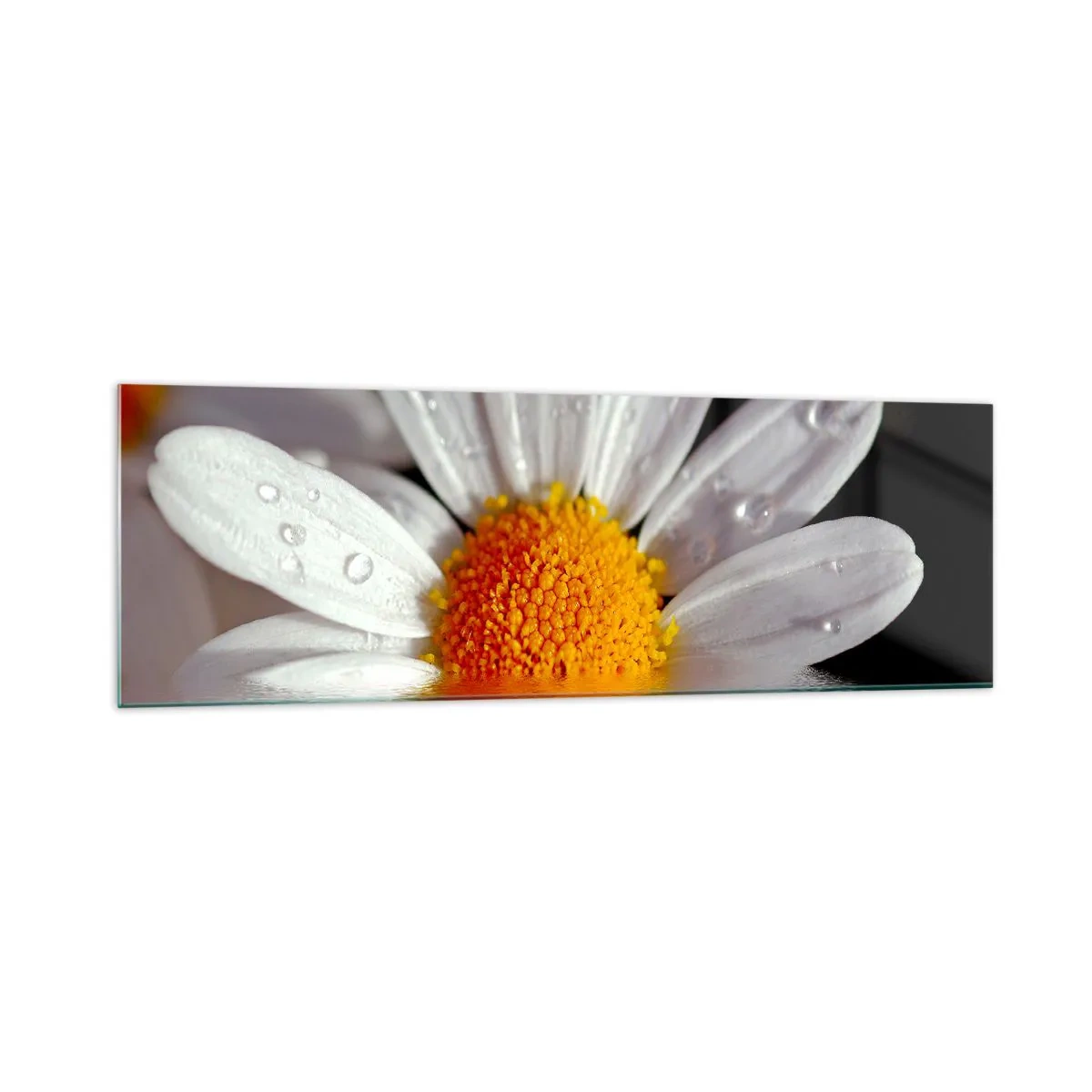 Obraz na skle - Vychádzajúce slnko sedmokrásky - 160x50 cm