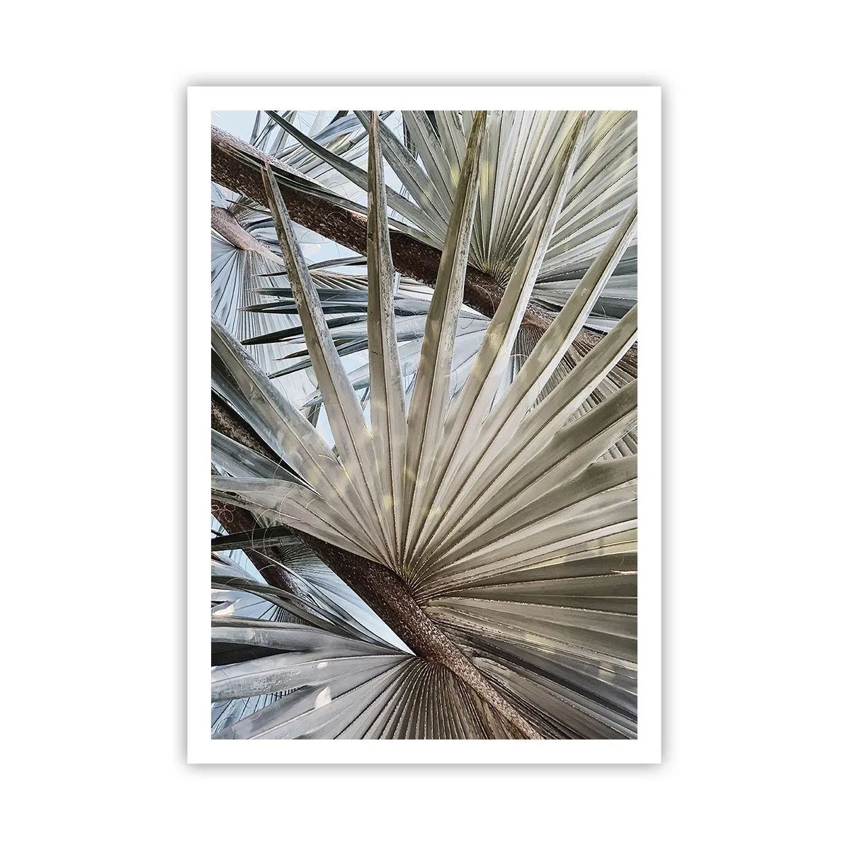 Plagát - Vejáre v trópoch - 70x100 cm