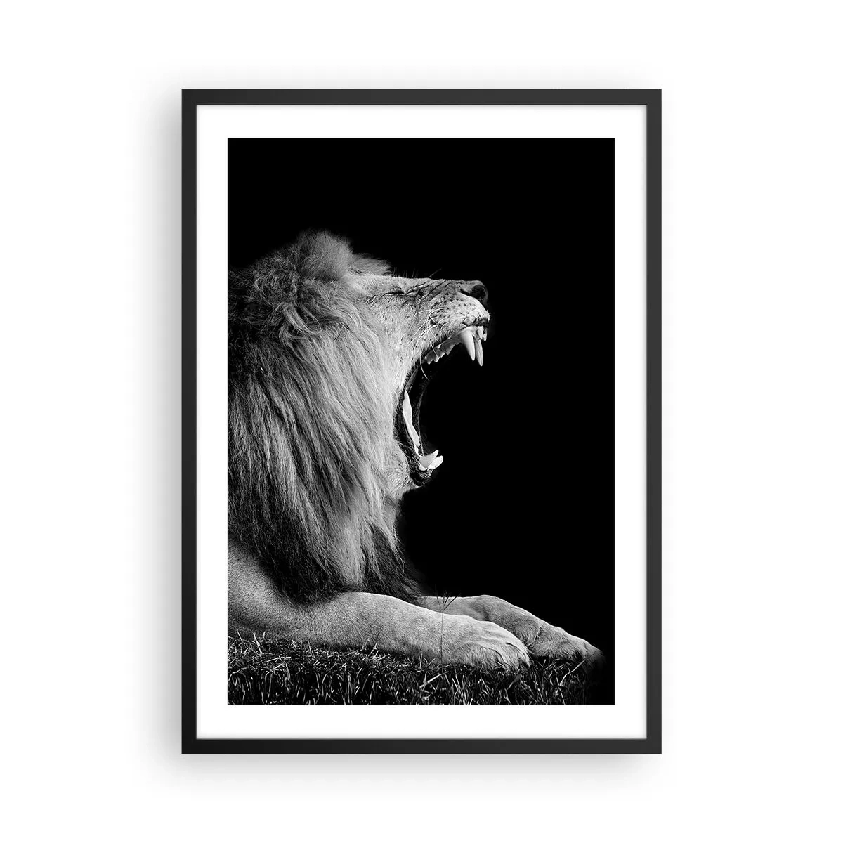 Plagát v čiernom ráme - Revúci lev v monochromatickom štýle - 50x70cm - Bez najmenších pochýb - Moderná nástenná dekorácia do obývacej izby a spálne ARTTOR