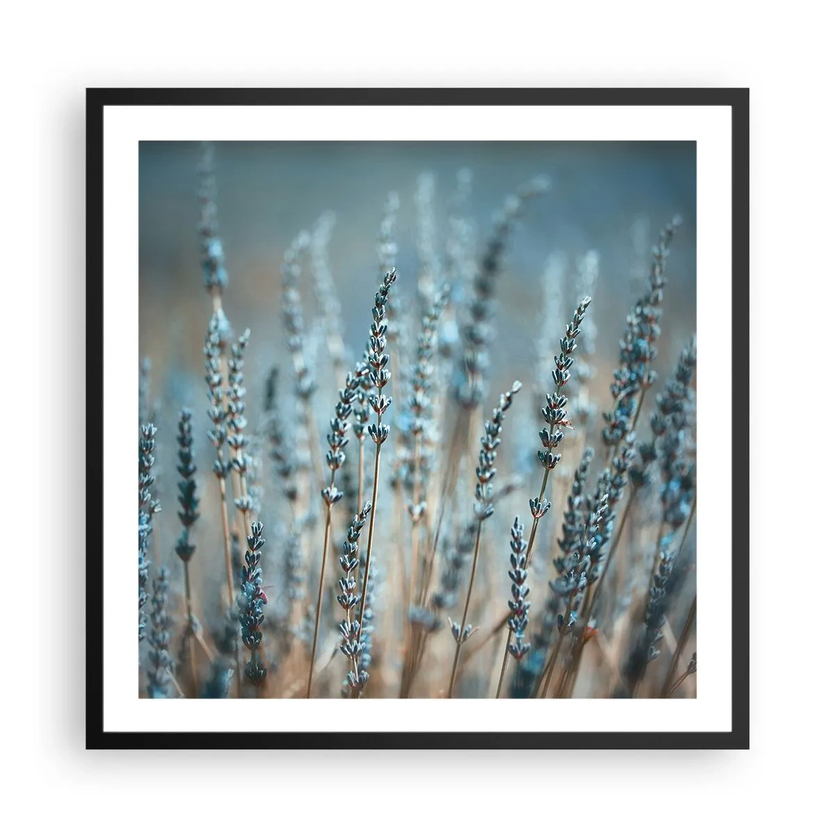 Plagát v čiernom ráme - Voňavý lán - 60x60 cm