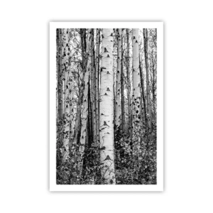Plagát - Brezová kolonáda - 61x91 cm