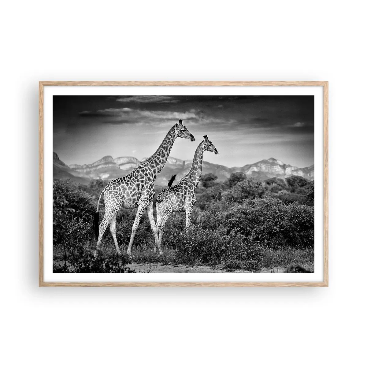 Plagát v ráme zo svetlého duba - Vyššie kruhy v Afrike - 100x70 cm