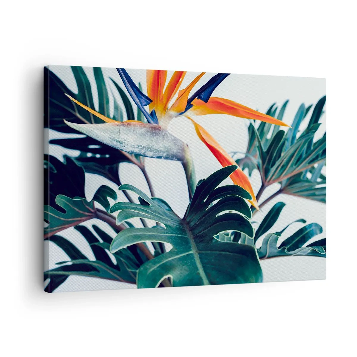 Obraz na plátne - Kvet Strelitzia obklopený listami v jasnom svetle - 70x50cm - Vtáker - Moderná nástenná dekorácia do obývacej izby a spálne ARTTOR