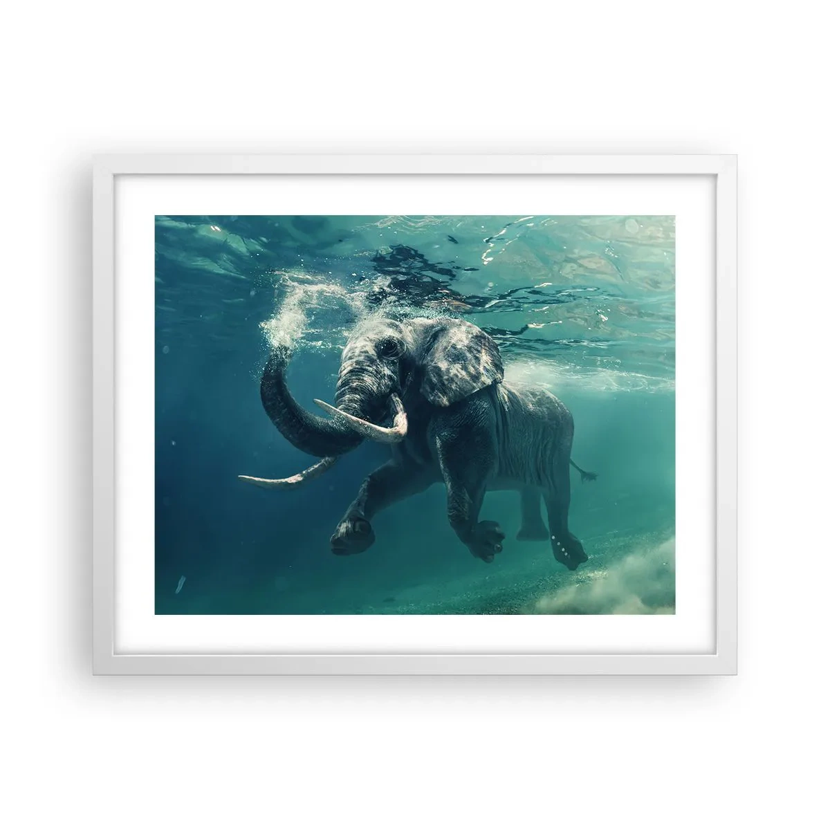 Plagát v bielom ráme - Všetci radi plávajú - 50x40 cm