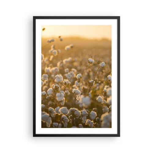 Plagát v čiernom ráme - Bavlníkové pole v teplom svetle zapadajúceho slnka - 50x70cm - Chlpaté pole - Moderná nástenná dekorácia do obývacej izby a spálne ARTTOR