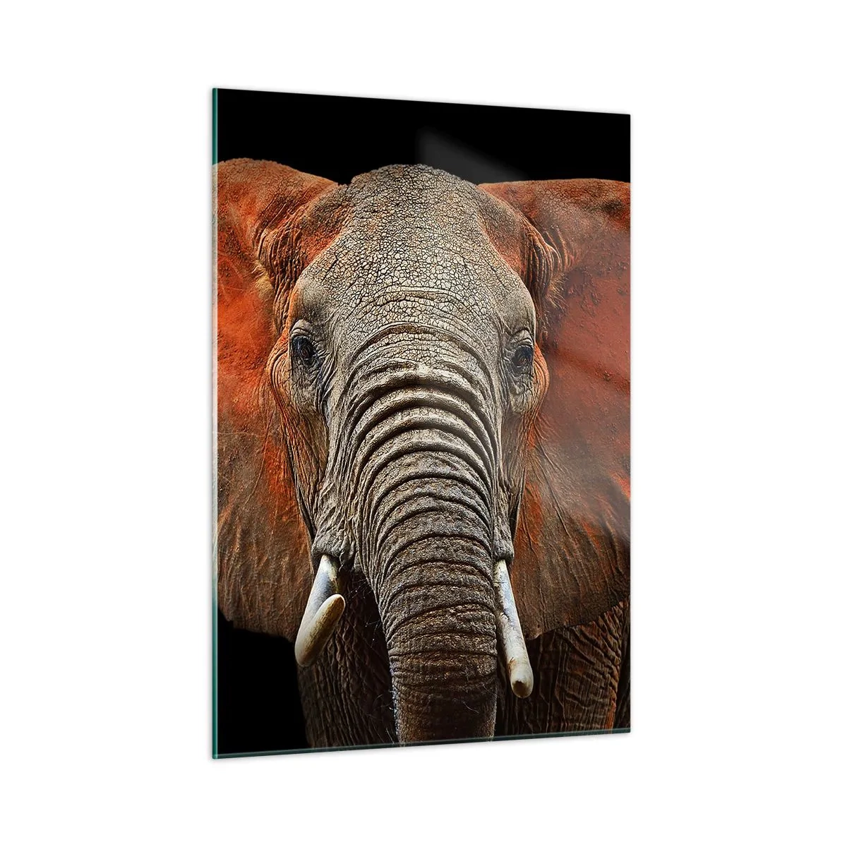 Obraz na skle - Som divoký, a ty? - 50x70 cm