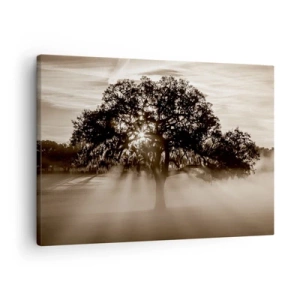 Obraz na plátne - Slnečné lúče presvitajú cez osamelý strom - 70x50cm - Strom správ samotného dobra - Moderná nástenná dekorácia do obývacej izby a spálne ARTTOR