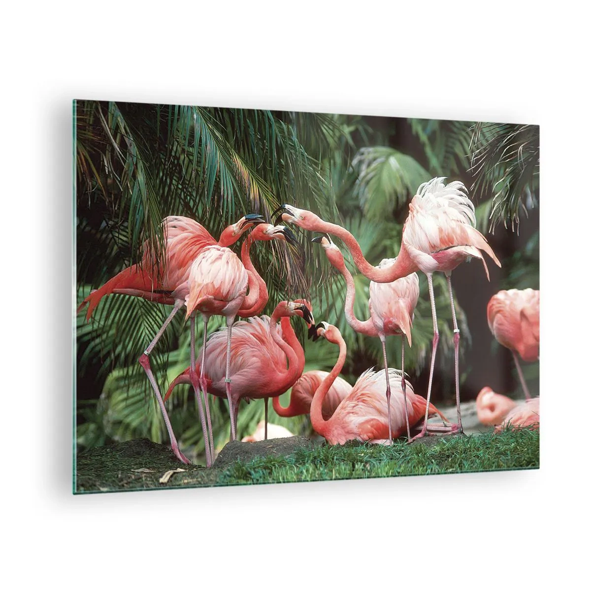 Obraz na skle - Plameniaky medzi tropickou vegetáciou v živých farbách - 70x50cm - Popoludňajšie klebety - Moderná nástenná dekorácia do obývacej izby a spálne ARTTOR