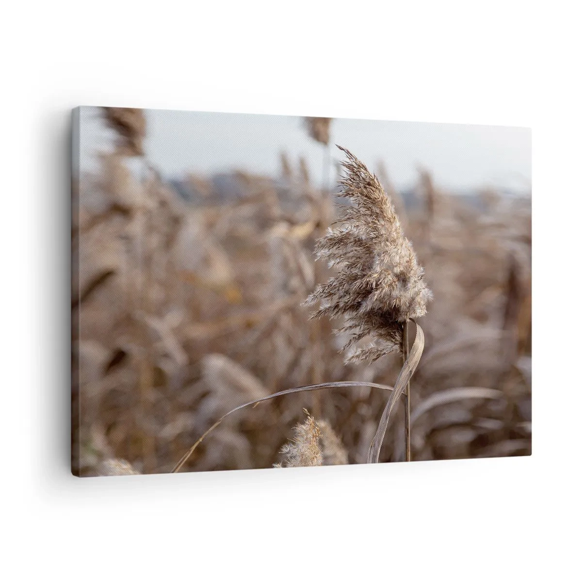 Obraz na plátne - Jemné trávy v odtieňoch béžovej na pozadí prírody - 70x50cm - Čas odletieť s vetrom - Moderná nástenná dekorácia do obývacej izby a spálne ARTTOR